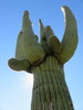 photo thumbnail #11