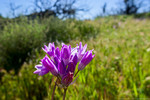 photo thumbnail #13