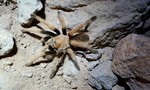 photo thumbnail #5