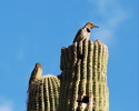 photo thumbnail #1