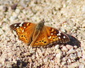 photo thumbnail #5