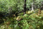 photo thumbnail #12