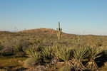 photo thumbnail #3