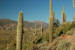 photo thumbnail #3