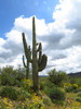 photo thumbnail #6