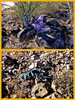 photo thumbnail #6