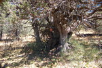 photo thumbnail #12