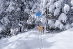 photo thumbnail #11