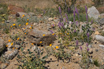 photo thumbnail #11