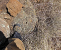 photo thumbnail #14