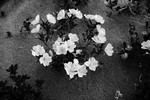 photo thumbnail #15