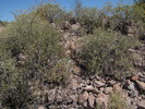 photo thumbnail #10