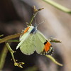 photo thumbnail #5