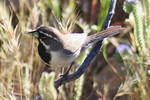photo thumbnail #14