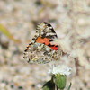 photo thumbnail #13