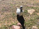 photo thumbnail #1