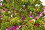 photo thumbnail #13