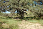 photo thumbnail #12