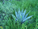 2017-03-04 :2: Dragonfly Trail - Spur Cross :: Katzen4
