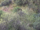 photo thumbnail #15