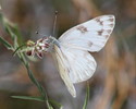 photo thumbnail #2