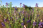 photo thumbnail #9