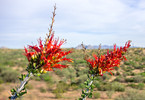 photo thumbnail #13