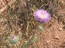 photo thumbnail #15