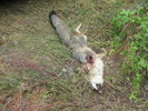photo thumbnail #9