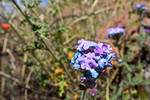photo thumbnail #15