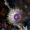 photo thumbnail #3