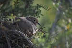 2017-04-09 :2: Desert Botanical Garden :: New2hyk