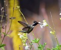 2017-04-09 :2: Desert Botanical Garden :: New2hyk