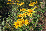 photo thumbnail #5