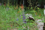 photo thumbnail #11