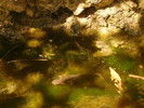 photo thumbnail #11