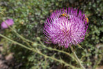 photo thumbnail #10