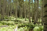 photo thumbnail #10