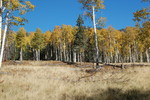 photo thumbnail #11
