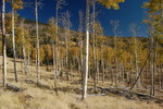 photo thumbnail #15