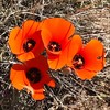 photo thumbnail #3