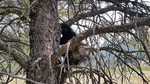 2017-04-22 :1: Hi-Horton-Turkey-Knoll-Babe :: The_Eagle