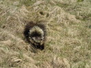 2017-04-22 :1: Hi-Horton-Turkey-Knoll-Babe :: Tortoise_Hiker