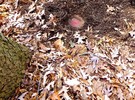 photo thumbnail #9