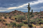 photo thumbnail #8