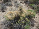 2017-04-29 :3: McDowell Preserve Central Area :: mazatzal