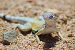 photo thumbnail #12