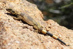 photo thumbnail #13