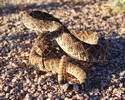 photo thumbnail #1