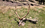 photo thumbnail #8